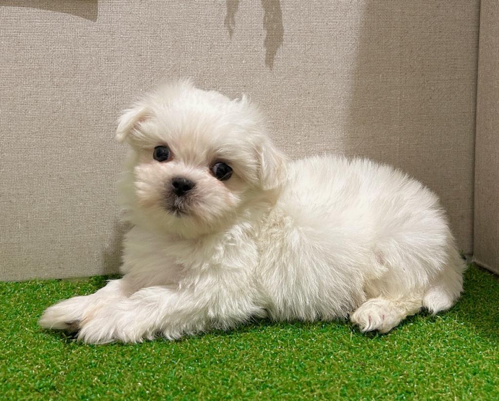 茨城県のハーフ犬・ミックス犬 (ペッツワン水戸店/2026年3月7日生まれ/男の子/その他色)の子犬の2枚目の画像