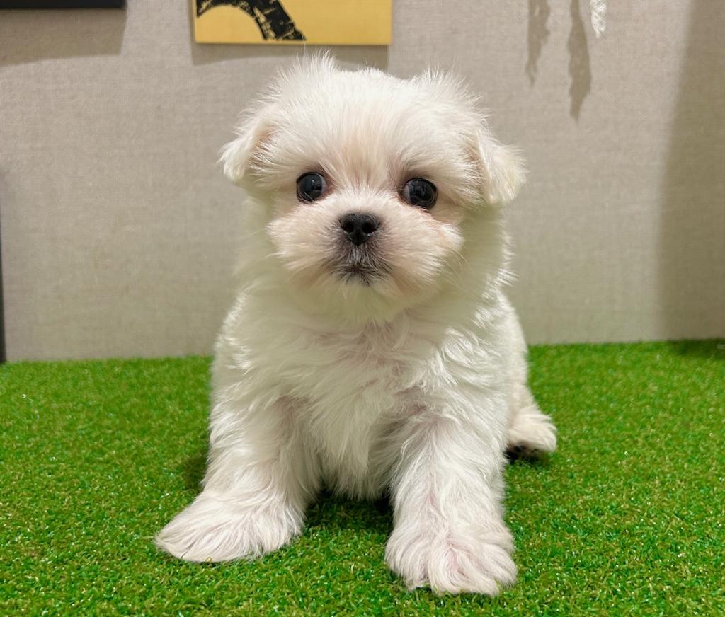茨城県のハーフ犬・ミックス犬 (ペッツワン水戸店/2026年3月7日生まれ/男の子/その他色)の子犬の3枚目の画像