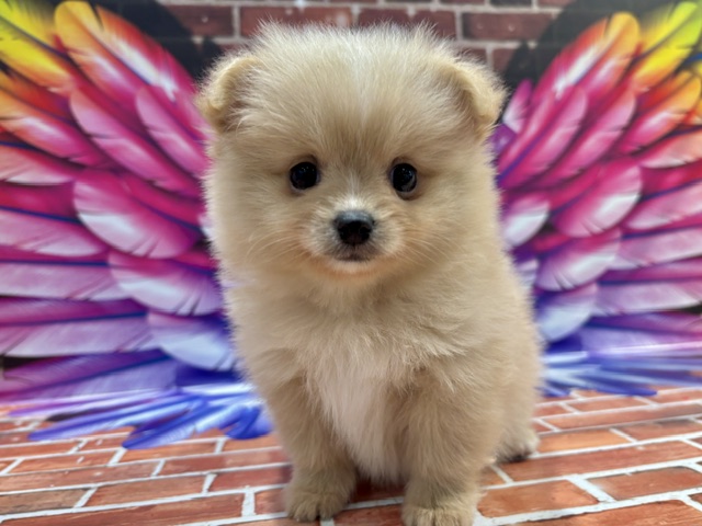 栃木県のポメズー/ポメシーズ(ポメラニアン×シーズー) (ペッツワン小山店/2026年2月20日生まれ/女の子/その他色)の子犬の1枚目の画像