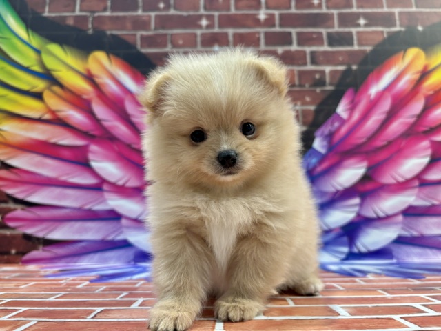 栃木県のポメズー/ポメシーズ(ポメラニアン×シーズー) (ペッツワン小山店/2026年2月20日生まれ/女の子/その他色)の子犬の2枚目の画像