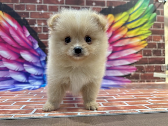 栃木県のポメズー/ポメシーズ(ポメラニアン×シーズー) (ペッツワン小山店/2026年2月20日生まれ/女の子/その他色)の子犬の3枚目の画像