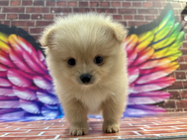 栃木県のポメズー/ポメシーズ(ポメラニアン×シーズー) (ペッツワン小山店/2026年2月20日生まれ/女の子/その他色)の子犬の4枚目の画像