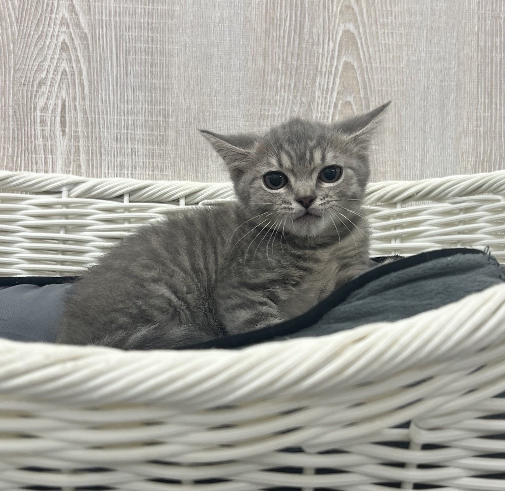 栃木県のマンチカン (OneBuddy宇都宮店/2026年6月19日生まれ/女の子/ブルータビー)の子猫の2枚目の画像
