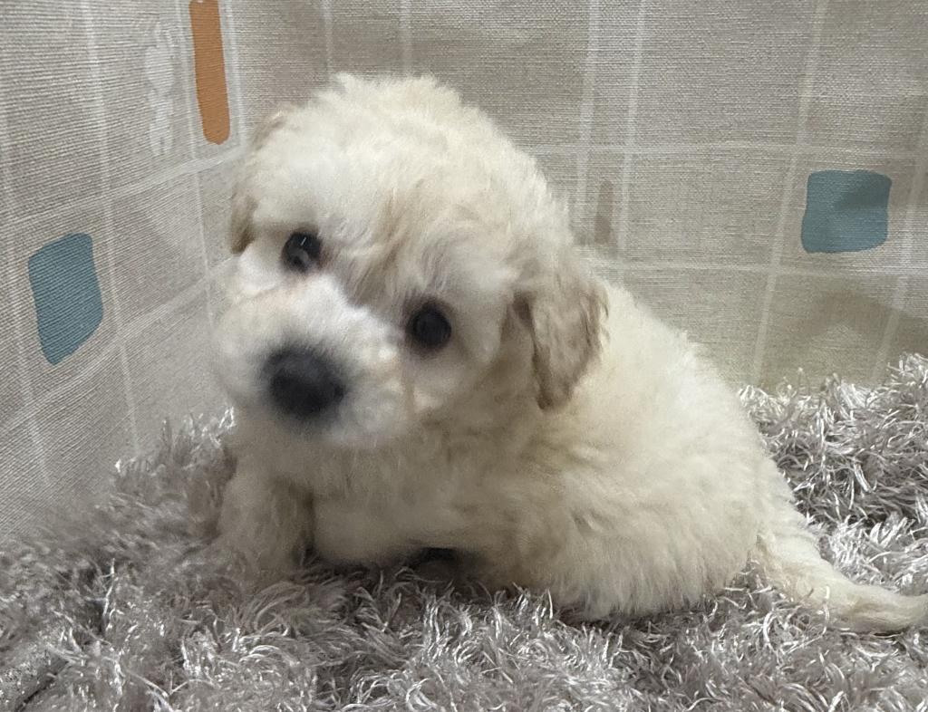 茨城県のハーフ犬・ミックス犬 (ペットアミ桜川店/2026年5月1日生まれ/男の子/その他色)の子犬