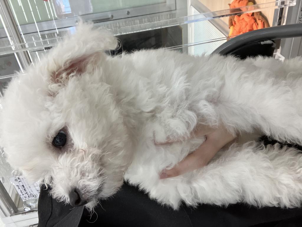 北海道のハーフ犬・ミックス犬 (ジャパンペッツトレーディング苫小牧中央店/2026年5月1日生まれ/男の子/その他色)の子犬の3枚目の画像