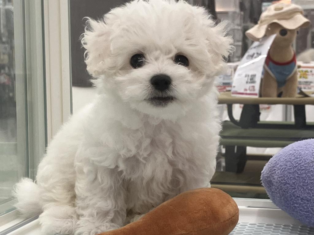 北海道のハーフ犬・ミックス犬 (ジャパンペッツトレーディング苫小牧中央店/2026年5月1日生まれ/男の子/その他色)の子犬の1枚目の画像