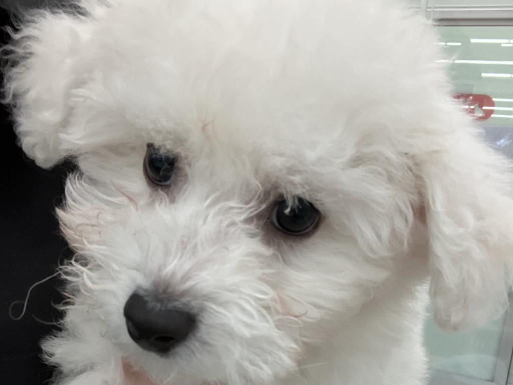 北海道のハーフ犬・ミックス犬 (ジャパンペッツトレーディング苫小牧中央店/2026年5月1日生まれ/男の子/その他色)の子犬の2枚目の画像