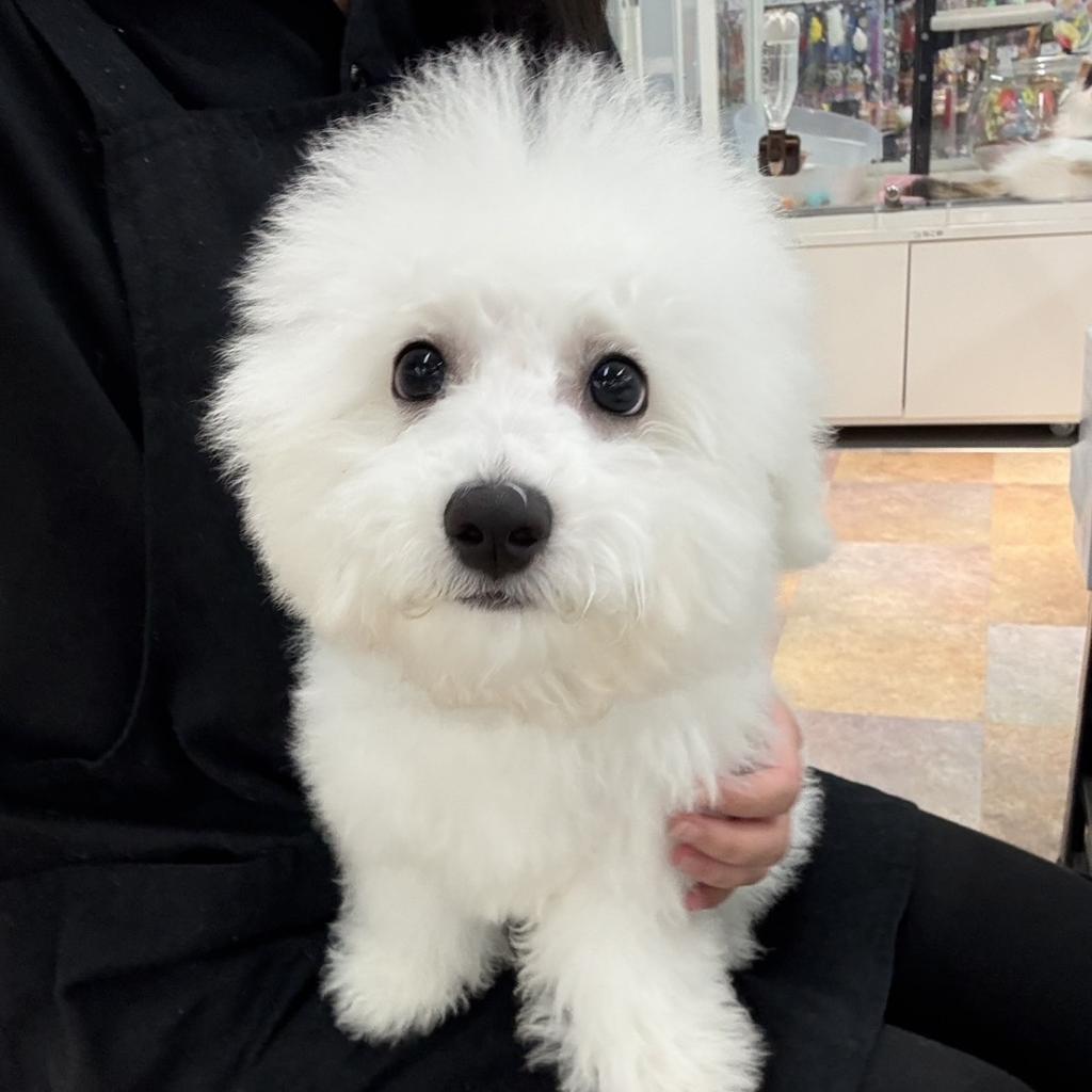 北海道のハーフ犬・ミックス犬 (ジャパンペッツトレーディング苫小牧中央店/2026年5月1日生まれ/男の子/その他色)の子犬の1枚目の画像