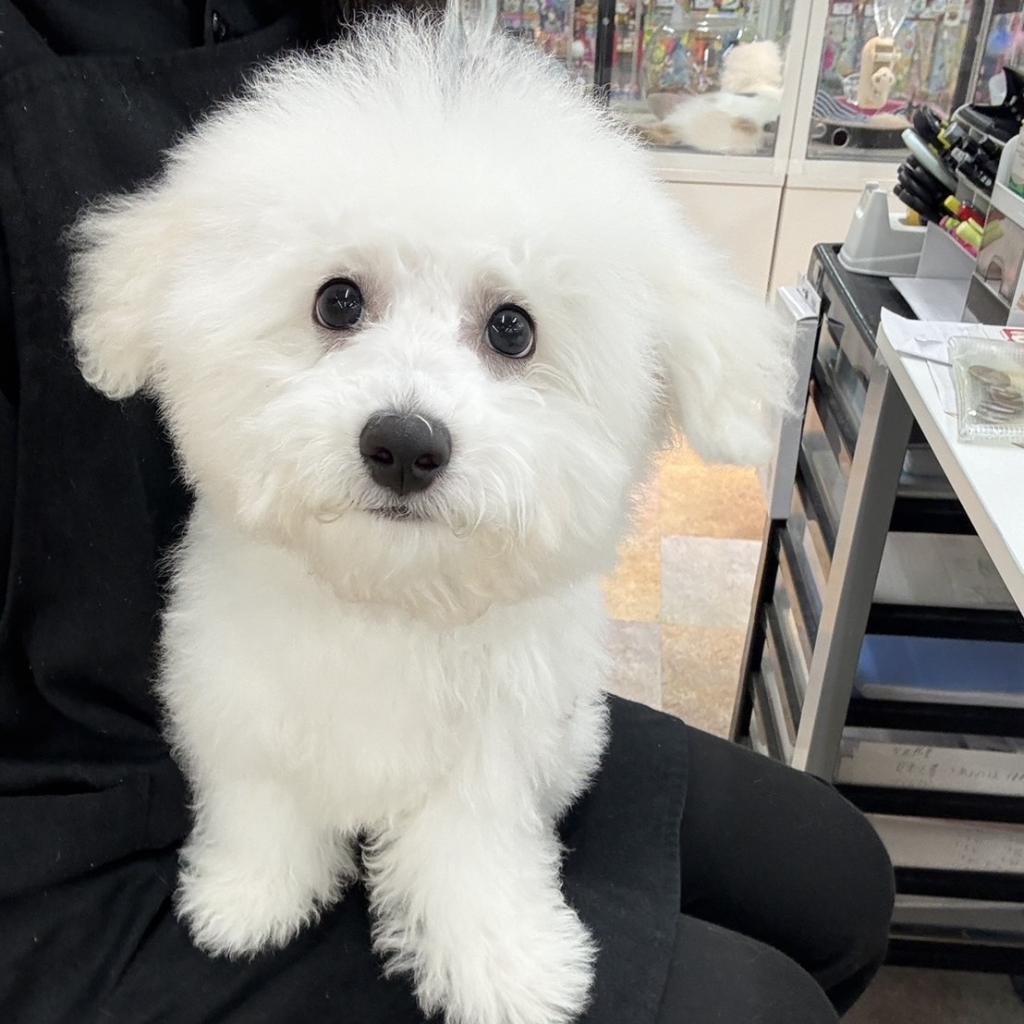 北海道のハーフ犬・ミックス犬 (ジャパンペッツトレーディング苫小牧中央店/2026年5月1日生まれ/男の子/その他色)の子犬の2枚目の画像