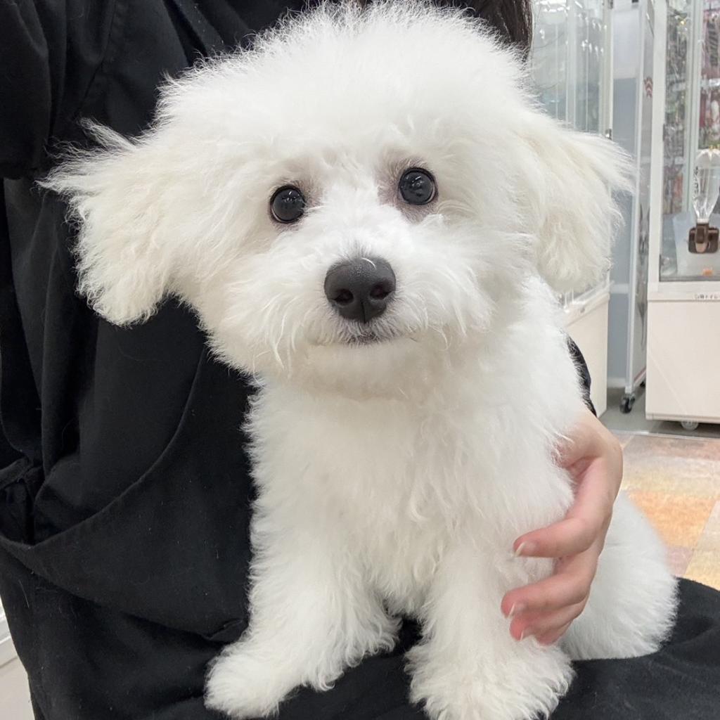 北海道のハーフ犬・ミックス犬 (ジャパンペッツトレーディング苫小牧中央店/2026年5月1日生まれ/男の子/その他色)の子犬の3枚目の画像