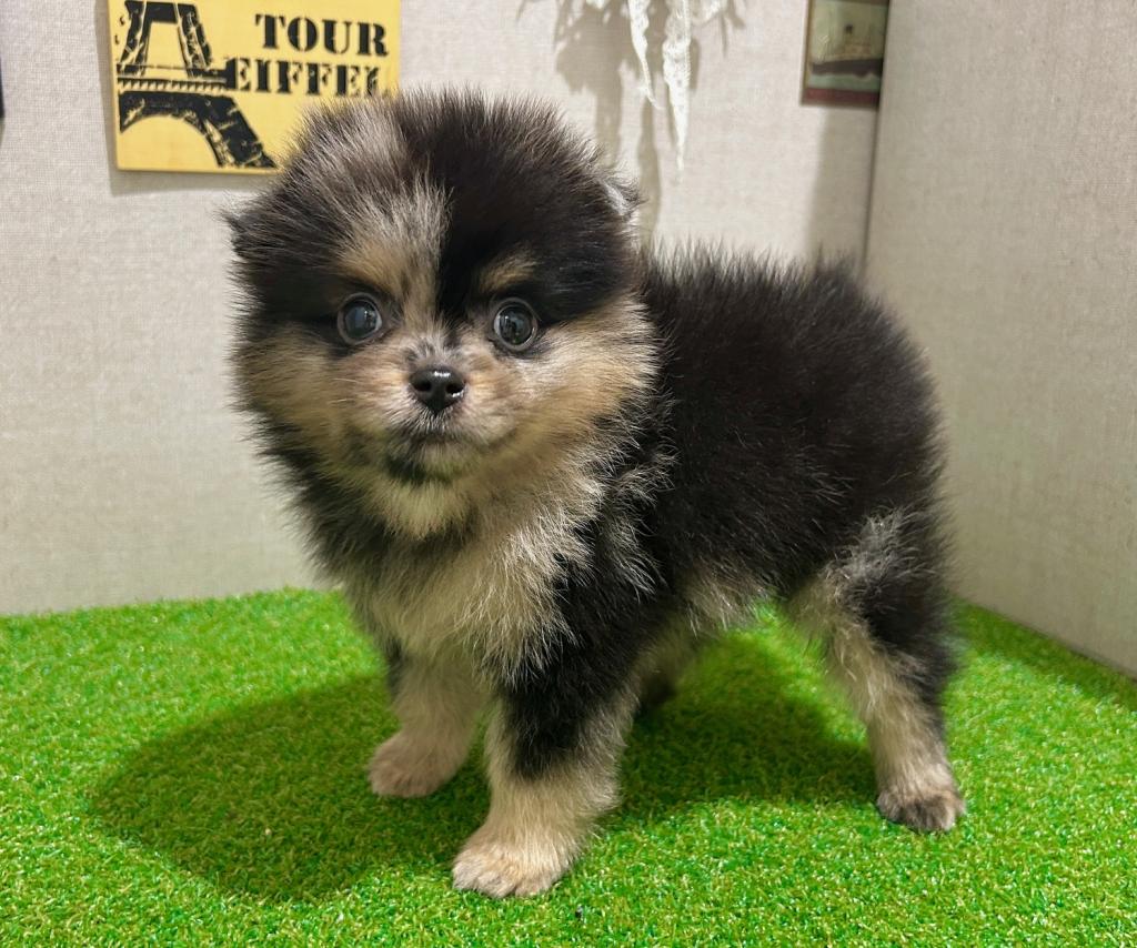 茨城県のポメラニアン (ペッツワン水戸店/2026年5月2日生まれ/男の子/ブルーマールタン)の子犬の2枚目の画像