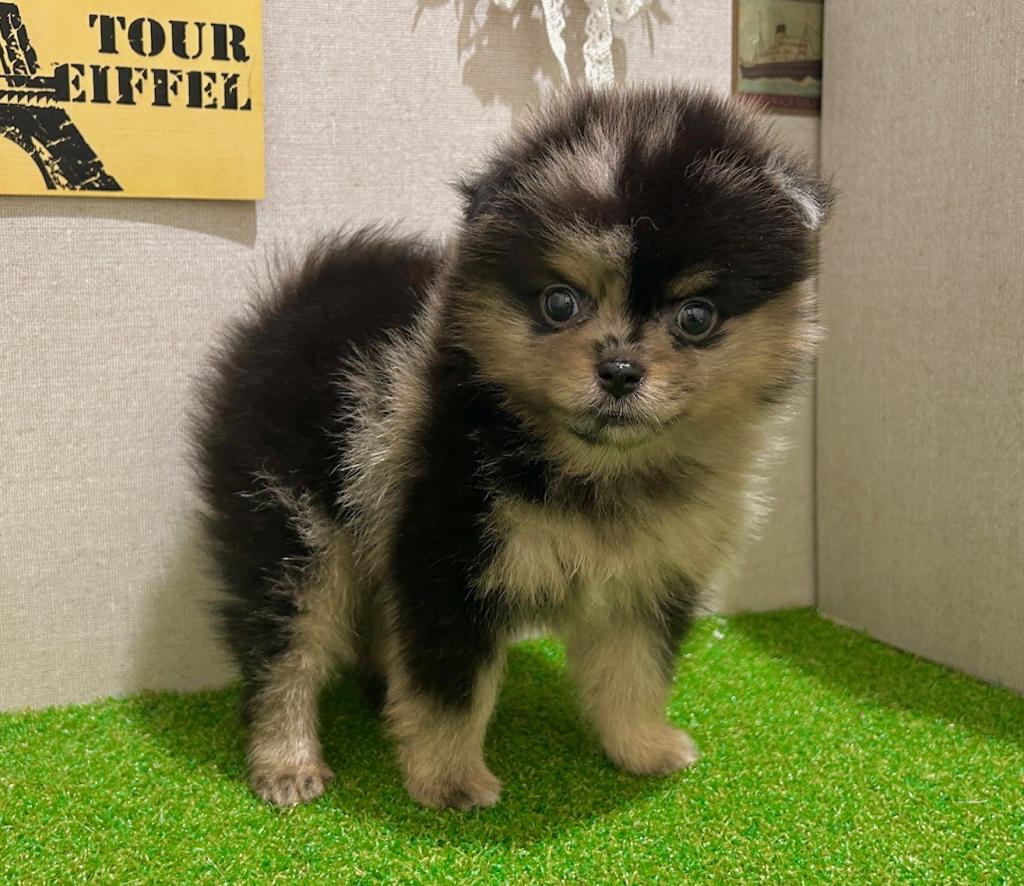 茨城県のポメラニアン (ペッツワン水戸店/2026年5月2日生まれ/男の子/ブルーマールタン)の子犬の3枚目の画像