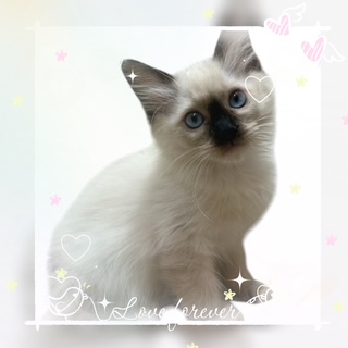 東京都のラグドール (OneBuddy仙川店/2026年3月20日生まれ/女の子/シールポイントミテッド)の子猫の2枚目の画像