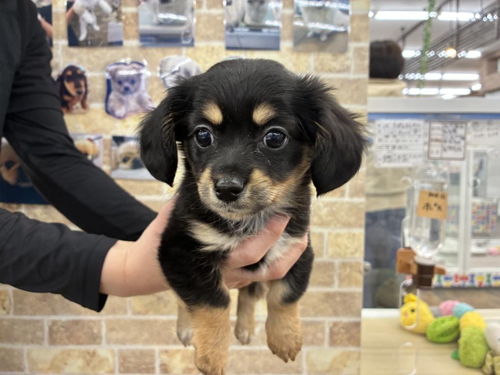 北海道のハーフ犬・ミックス犬 (ジャパンペッツトレーディング帯広店/2026年3月14日生まれ/女の子/ブラックタン)の子犬