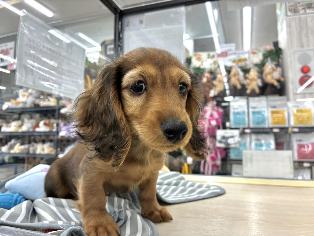 北海道のミニチュアダックスフンド(ロング) (ジャパンペッツトレーディング新発寒店/2026年3月14日生まれ/男の子/レッド)の子犬の2枚目の画像