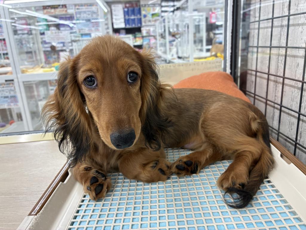 北海道のミニチュアダックスフンド(ロング) (ジャパンペッツトレーディング新発寒店/2026年3月14日生まれ/男の子/レッド)の子犬の4枚目の画像