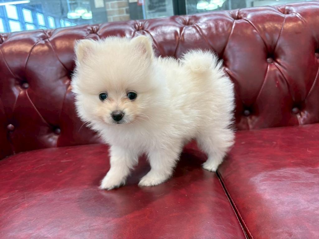 茨城県のポメラニアン (OneBuddy佐原東店/2026年3月27日生まれ/女の子/クリーム)の子犬
