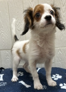 東京都のハーフ犬・ミックス犬 (OneBuddy仙川店/2026年3月10日生まれ/女の子/ホワイトレッド)の子犬