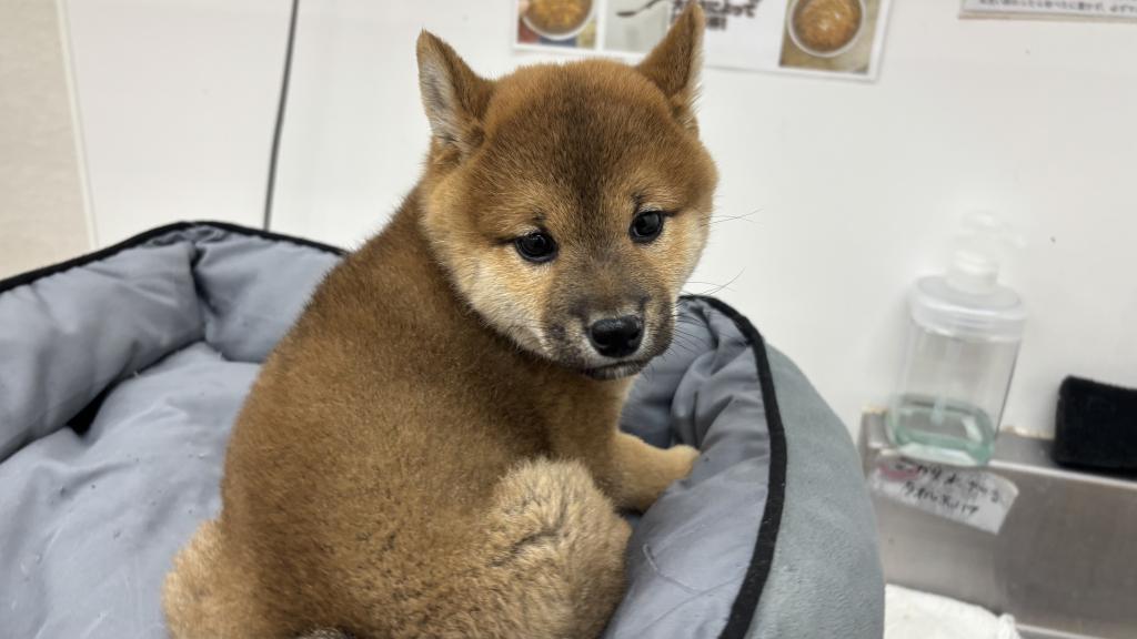 茨城県の柴犬(標準サイズ) (ペットアミつくば東店/2026年3月10日生まれ/男の子/赤)の子犬