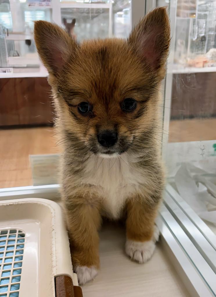 北海道のハーフ犬・ミックス犬 (ジャパンペッツトレーディング屯田店/2026年7月4日生まれ/女の子/その他色)の子犬の1枚目の画像