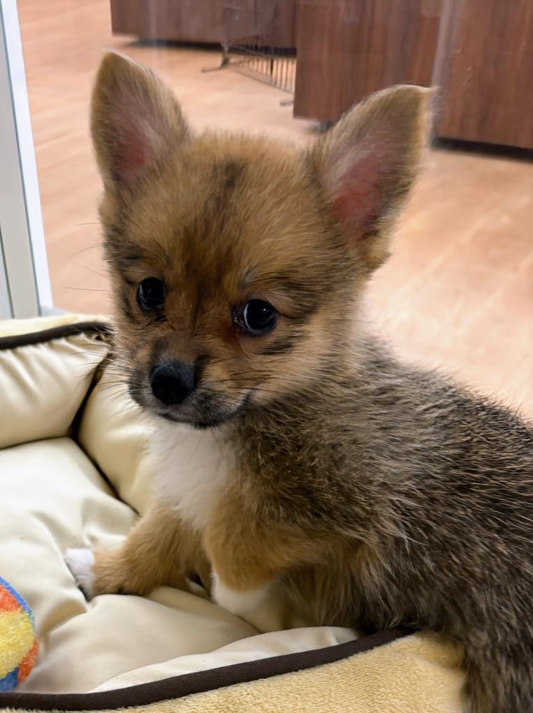 北海道のハーフ犬・ミックス犬 (ジャパンペッツトレーディング屯田店/2026年7月4日生まれ/女の子/その他色)の子犬の2枚目の画像