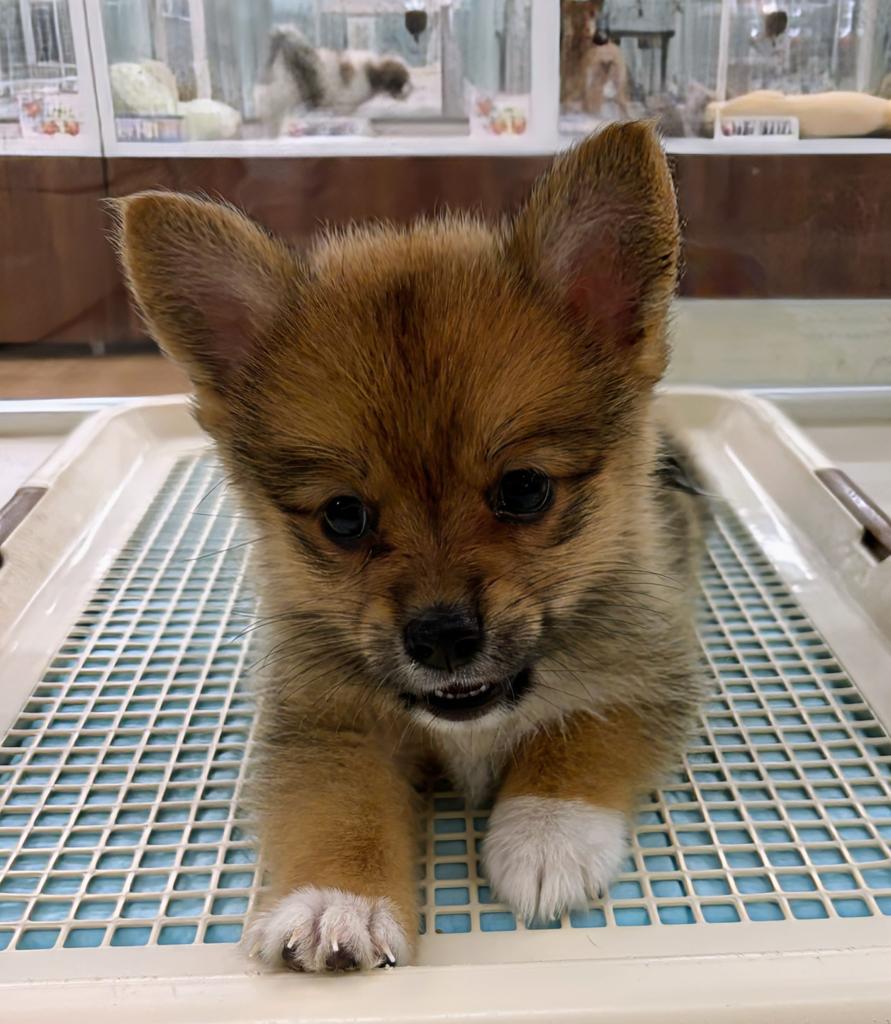 北海道のハーフ犬・ミックス犬 (ジャパンペッツトレーディング屯田店/2026年7月4日生まれ/女の子/その他色)の子犬の4枚目の画像