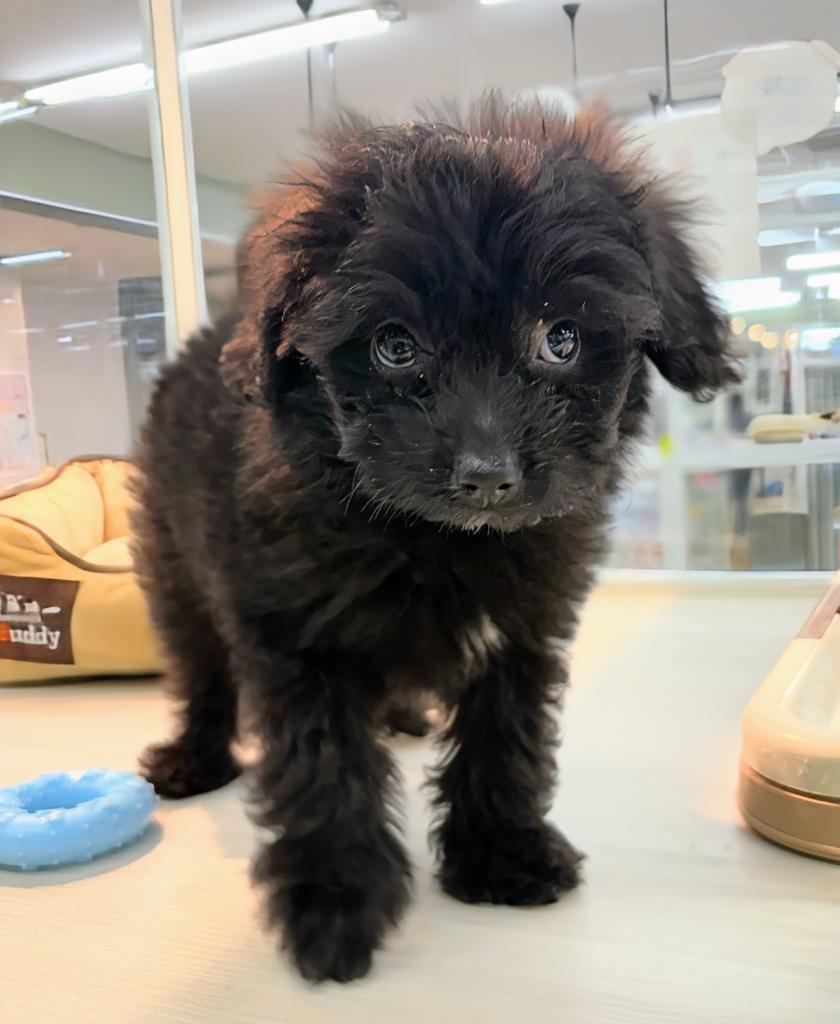 北海道のハーフ犬・ミックス犬 (ジャパンペッツトレーディング屯田店/2026年6月13日生まれ/男の子/ブラック)の子犬の1枚目の画像