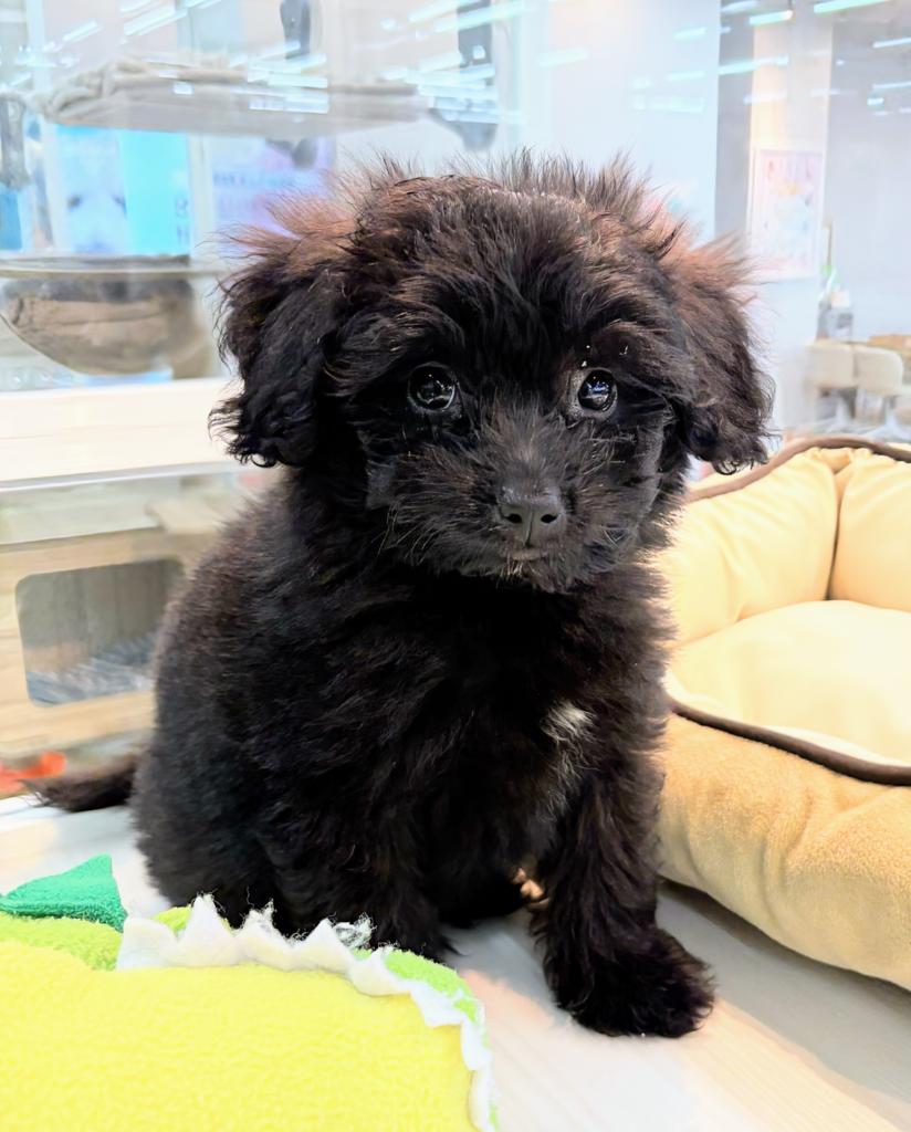 北海道のハーフ犬・ミックス犬 (ジャパンペッツトレーディング屯田店/2026年6月13日生まれ/男の子/ブラック)の子犬の2枚目の画像