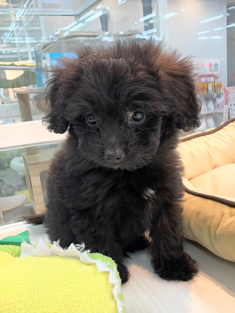 北海道のハーフ犬・ミックス犬 (ジャパンペッツトレーディング屯田店/2026年6月13日生まれ/男の子/ブラック)の子犬の3枚目の画像
