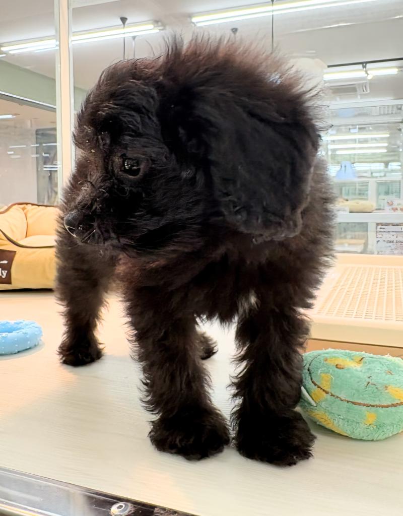 北海道のハーフ犬・ミックス犬 (ジャパンペッツトレーディング屯田店/2026年6月13日生まれ/男の子/ブラック)の子犬の4枚目の画像