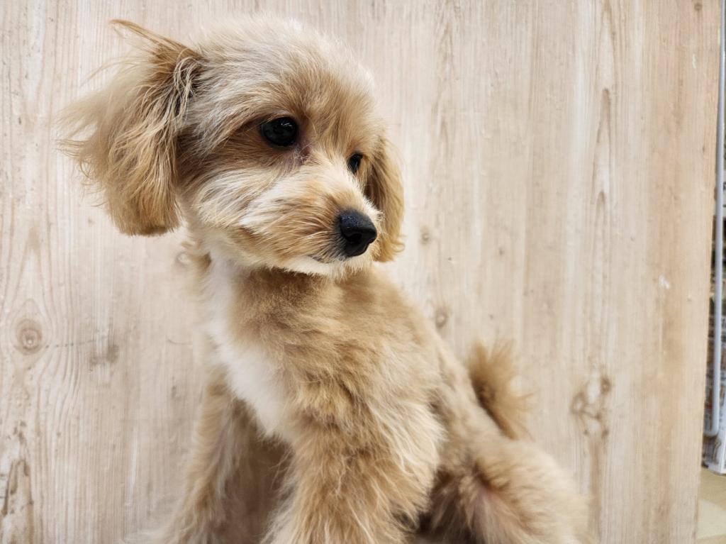 埼玉県のハーフ犬・ミックス犬 (OneDo吹上店/2026年6月13日生まれ/女の子/アプリコット)の子犬の1枚目の画像