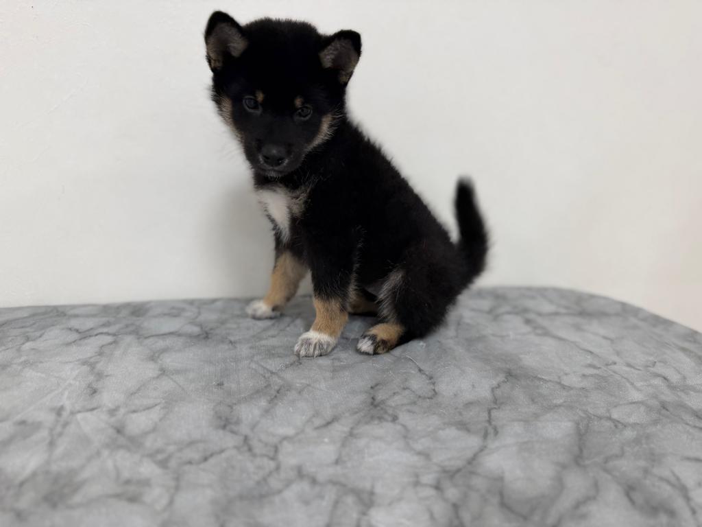 茨城県の柴犬(標準サイズ) (OneBuddy古河店/2026年5月15日生まれ/女の子/黒)の子犬