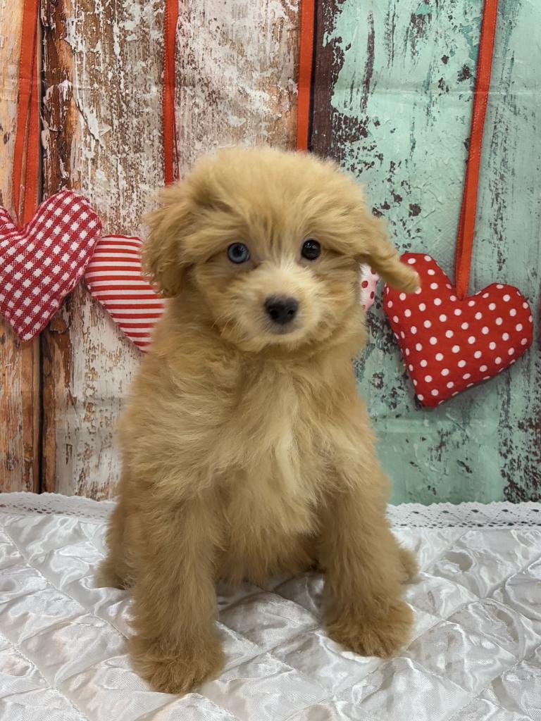 北海道のハーフ犬・ミックス犬 (ジャパンペッツトレーディング伏古店/2026年6月13日生まれ/女の子/オレンジ)の子犬