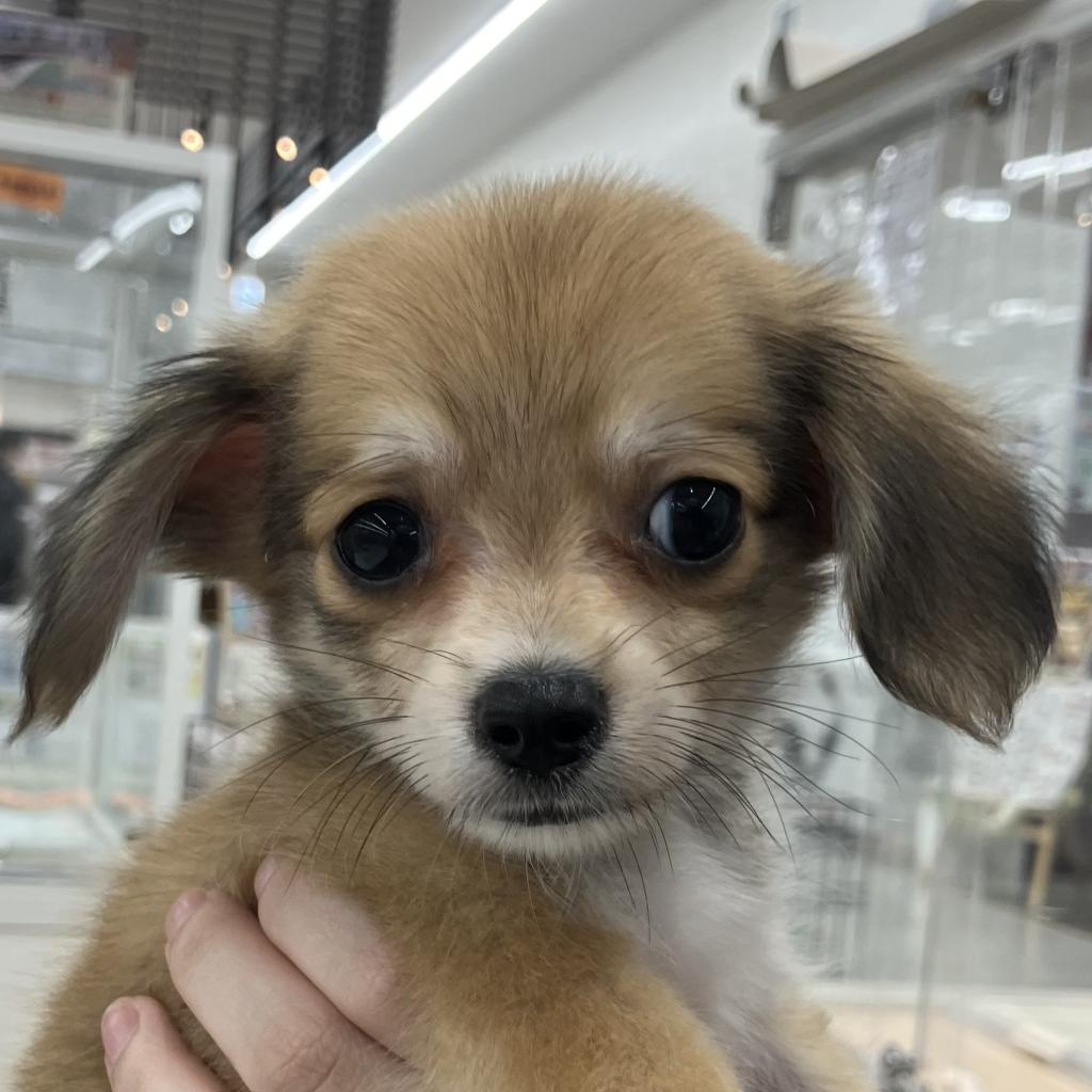 北海道のハーフ犬・ミックス犬 (ジャパンペッツトレーディング苫小牧中央店/2026年6月6日生まれ/男の子/レッド)の子犬の1枚目の画像