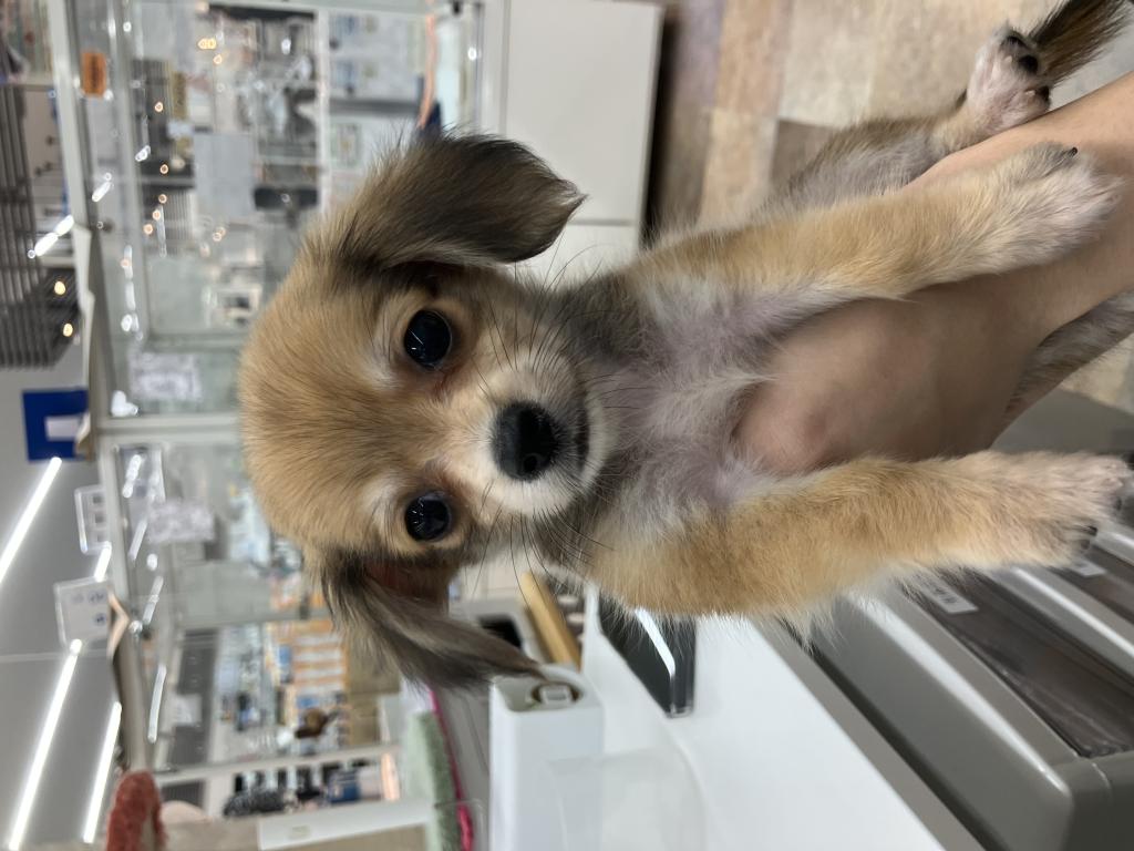 北海道のハーフ犬・ミックス犬 (ジャパンペッツトレーディング苫小牧中央店/2026年6月6日生まれ/男の子/レッド)の子犬の2枚目の画像
