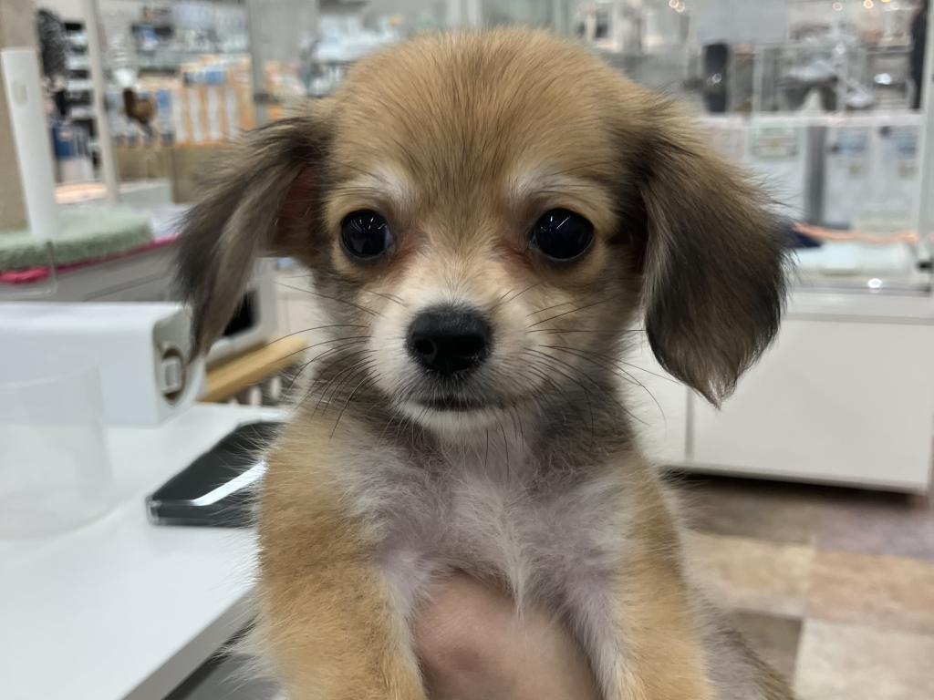 北海道のハーフ犬・ミックス犬 (ジャパンペッツトレーディング苫小牧中央店/2026年6月6日生まれ/男の子/レッド)の子犬の2枚目の画像