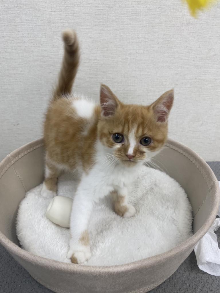 茨城県のスコティッシュフォールド (ペットアミ鹿嶋店/2026年5月3日生まれ/男の子/レッドタビーホワイト)の子猫