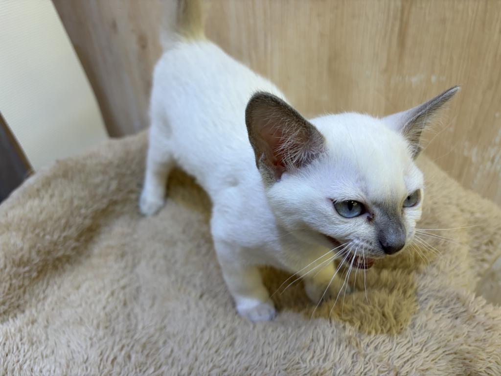 埼玉県のトンキニーズ (OneDo吹上店/2026年3月19日生まれ/男の子/プラチナミンク)の子猫の2枚目の画像