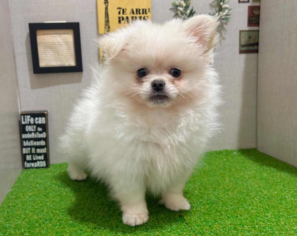 茨城県のハーフ犬・ミックス犬 (ペッツワン水戸店/2026年3月20日生まれ/男の子/ホワイト)の子犬の4枚目の画像