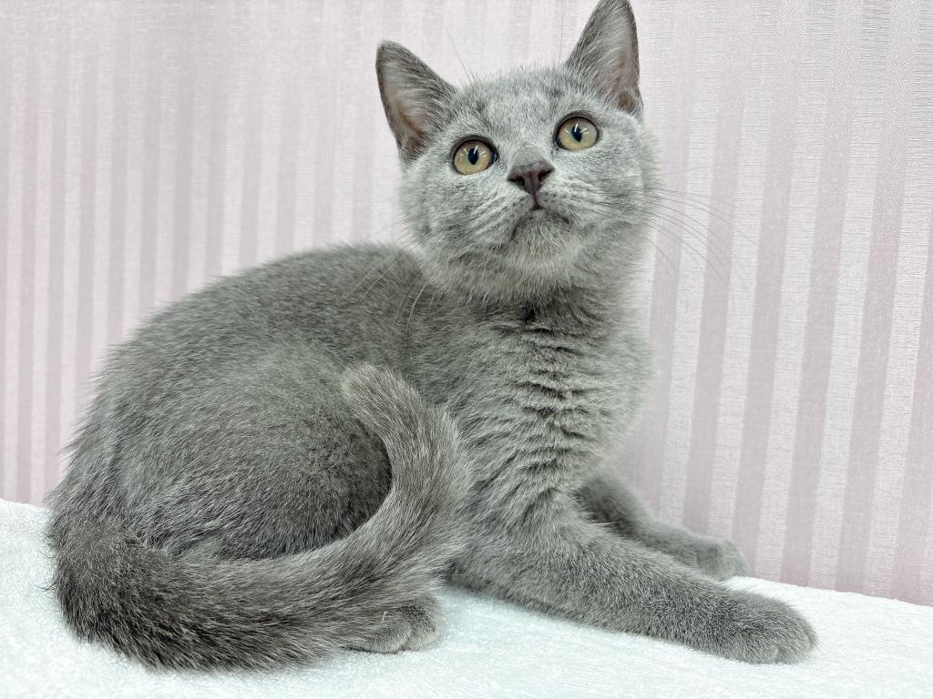 埼玉県のシャルトリュー (OneBuddy南越谷店/2026年3月17日生まれ/男の子/ブルー)の子猫の1枚目の画像