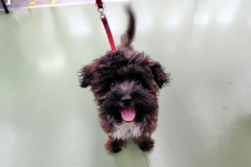2026年3月21日生まれのハーフ犬・ミックス犬