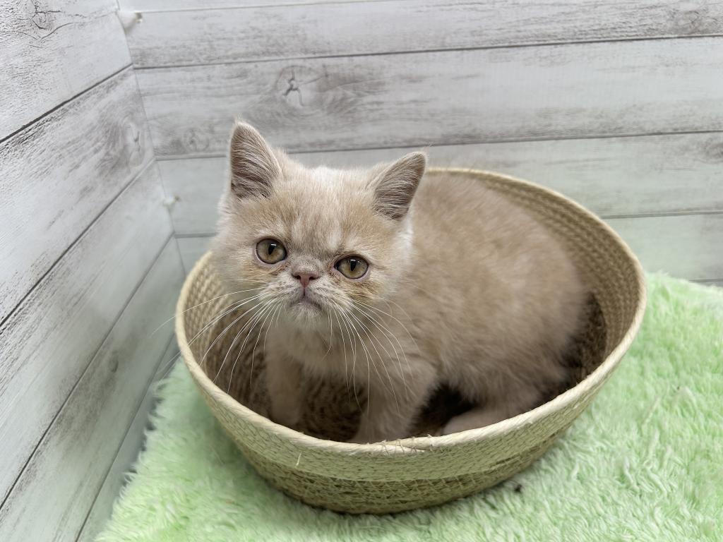 茨城県のエキゾチック (OneBuddyトモニーつくば店/2026年3月20日生まれ/男の子/クリーム)の子猫の1枚目の画像