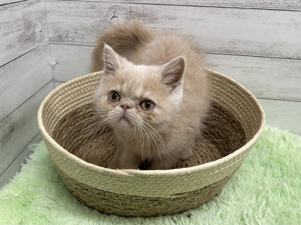 茨城県のエキゾチック (OneBuddyトモニーつくば店/2026年3月20日生まれ/男の子/クリーム)の子猫の2枚目の画像