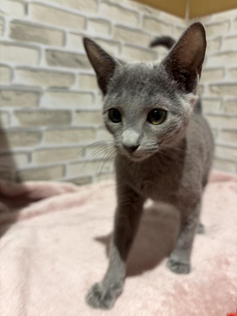 群馬県のロシアンブルー (ペッツワン前橋吉岡店/2026年3月8日生まれ/女の子/ブルー)の子猫