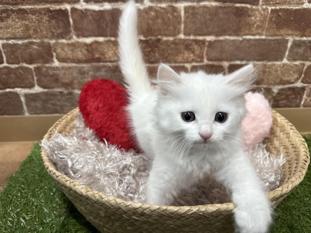 マンチカン(ホワイト(白)系)の子猫を価格や特徴で探す|ペットショップ