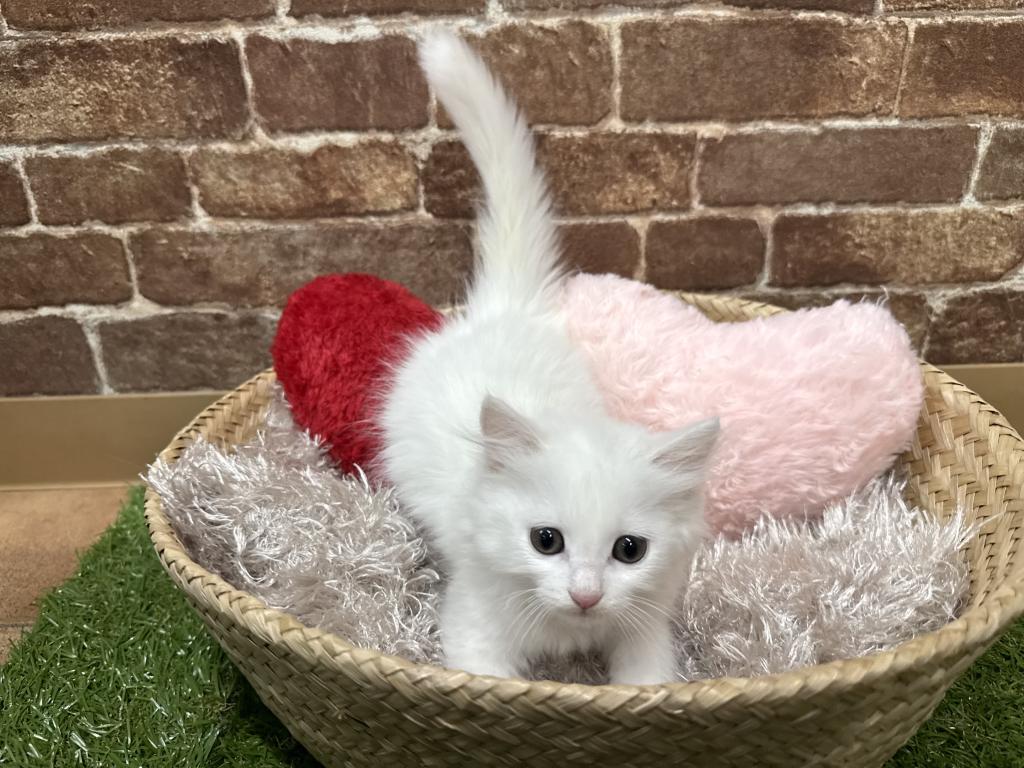 マンチカン(ホワイト(白)系)の子猫を価格や特徴で探す|ペットショップ
