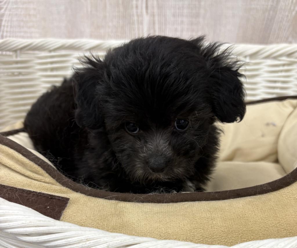 栃木県のハーフ犬・ミックス犬 (OneBuddy宇都宮店/2026年4月12日生まれ/女の子/ブラックホワイト)の子犬