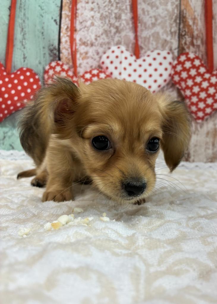 北海道のハーフ犬・ミックス犬 (ジャパンペッツトレーディング伏古店/2026年3月30日生まれ/女の子/その他色)の子犬の1枚目の画像