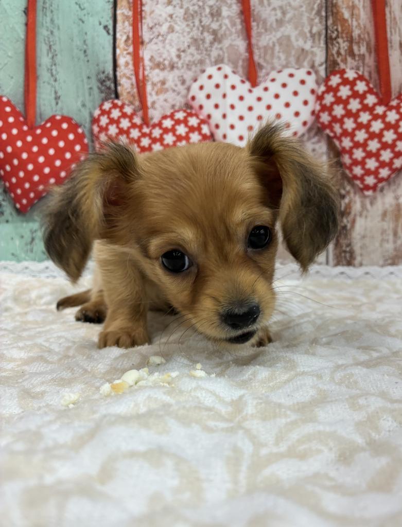 北海道のハーフ犬・ミックス犬 (ジャパンペッツトレーディング伏古店/2026年3月30日生まれ/女の子/その他色)の子犬の2枚目の画像