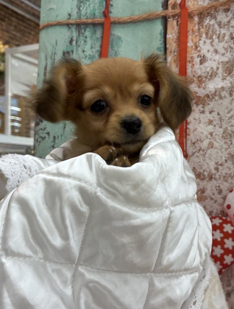 北海道のハーフ犬・ミックス犬 (ジャパンペッツトレーディング伏古店/2026年3月30日生まれ/女の子/その他色)の子犬の3枚目の画像